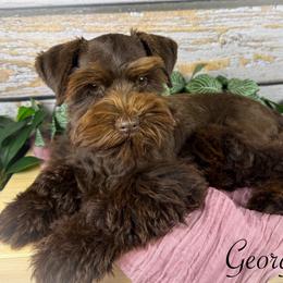 Georgie - Miniature Schnauzer