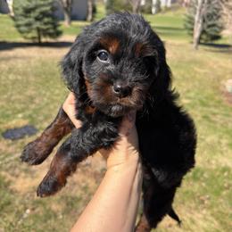 Nomad - Black and tan male Cavapoo puppy in Battle Lake, Minnesota from Panda Puppies