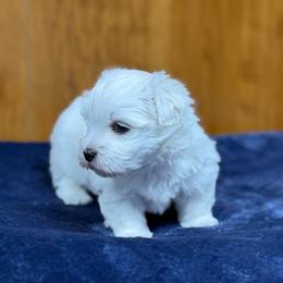 Bentley - White male Maltese puppy in Beebe, Arkansas from Cedar Hill Kennel