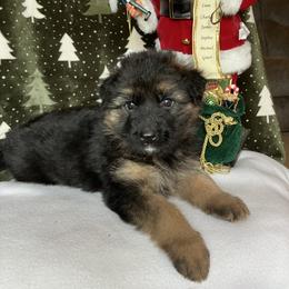 Ginger - Black and tan female German Shepherd puppy in Walla Walla, Washington from Silver Knight Shepherds