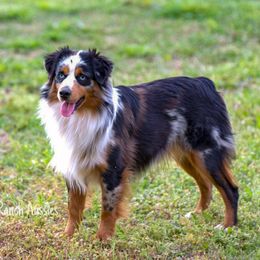Shade - Miniature Australian Shepherd