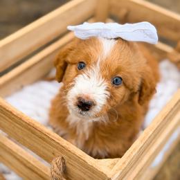 London - female Australian Mountain Doodle puppy in Pittsburgh, Pennsylvania from WestPenn Doodles LLC