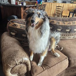 Wilma - Collie