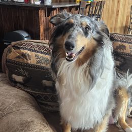 Wilma - Collie