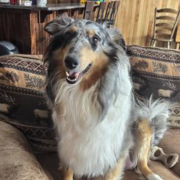 Wilma - Collie