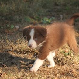 Border Collie, English Setter, and Miniature American Shepherd Puppies from First Harmony Farms
