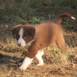 Border Collie, English Setter, and Miniature American Shepherd Puppies from First Harmony Farms