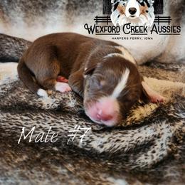 Boy 7 - Red tri-color male Australian Shepherd puppy in Harpers Ferry, Iowa from Wexford Creek Aussies, LLC