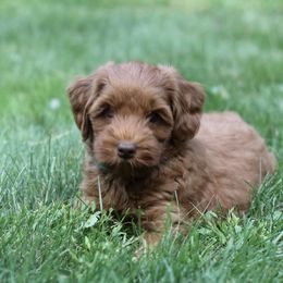 Australian Labradoodle Puppies from True North Labradoodles