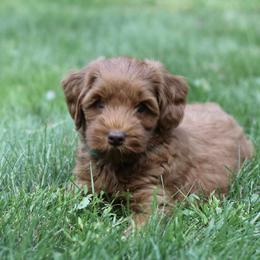 Australian Labradoodle Puppies from True North Labradoodles