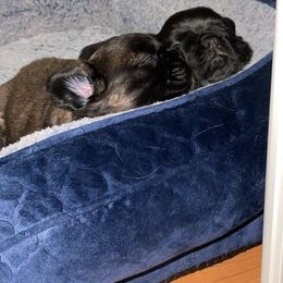 French Bulldog Puppies from Just Us Frenchies