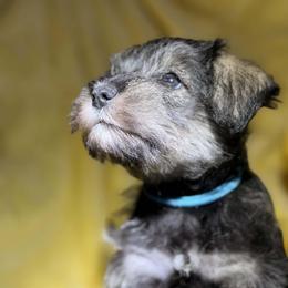 Sumo - Salt and pepper male Miniature Schnauzer puppy in Bellingham, Washington from Tiki Love Farm