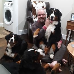 Bernese Mountain Dogs from Bernese Mountain Railway