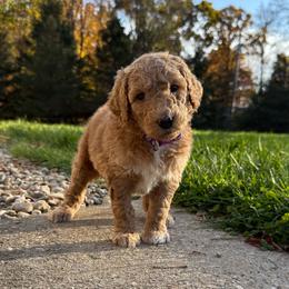 Dark Purple - Female - Red  female Goldendoodle puppy in Kent City, Michigan from Hannah Mae Doodles