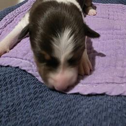Mesa - Blue merle female Border Collie puppy in Chino Valley, Arizona from Dog Pond Border Collies