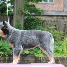 Australian Cattle Dog Puppies from Kanku