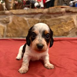 Jingle - Piebald female Dachshund puppy in Hawley, Texas from Little e Dachshunds