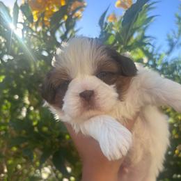 Sprout - Liver and white male Shih Tzu puppy in Avondale, Arizona from Riley Family Shih Tzus