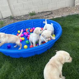 Labrador Retriever Puppies from Luvable AZ Labs