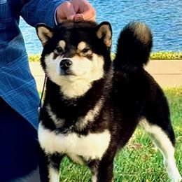 KITT - Shiba Inu