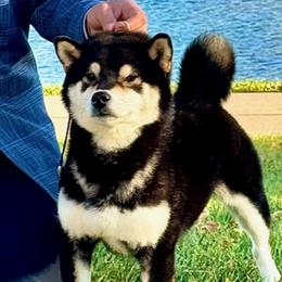 KITT - Shiba Inu