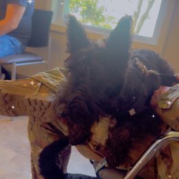 Sir Furgason - Black male Scottish Terrier puppy in Mancelona, Michigan from Stefany Farm of Happiness