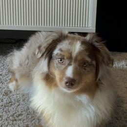 Miniature American Shepherd All Grown Up from Atherney