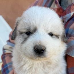 Vern- orange - Badger male Colorado Mountain Dog puppy in Cotopaxi, Colorado from Once Upon A Moose (OUM)