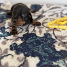 Yellow Collared Girl - Black and tan female Dachshund puppy in Wray, Georgia from Cotton Hill Dachshunds
