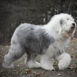 Old English Sheepdog Puppies from Prata's OES