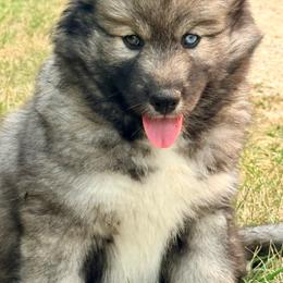 Buckle bunny - Agouti and white female Siberian Husky puppy in Corvallis, Montana from Double H Siberians