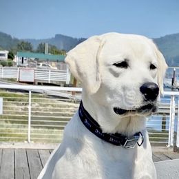 Luke - Labrador Retriever