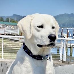 Luke - Labrador Retriever