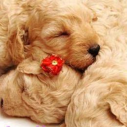 Goldendoodles and Poodles from A Goldendoodle Dream