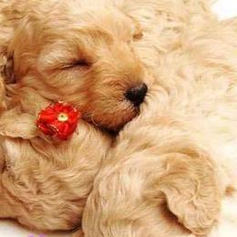 Goldendoodles and Poodles from A Goldendoodle Dream