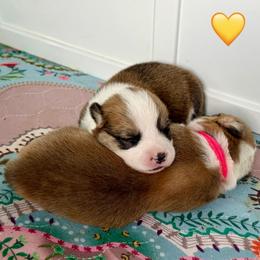 Yellow Collar Girl - Red female Pembroke Welsh Corgi puppy in Yulee, Florida from Pembroke Welsh Corgis at Belle Haven