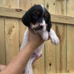 English Setter Puppies from Monkota Setters