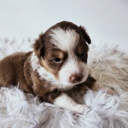 Jaqueline - Red tri-color female Australian Shepherd puppy in Hawaii from Hawaii Australian Shepherds