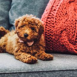 8 - Red female Labradoodle puppy in Shingle Springs, California from California Double Doodles
