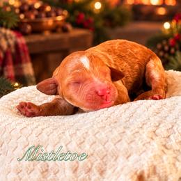 Mistletoe - Red  female Goldendoodle puppy in Urbana, Illinois from ZaraDoodles