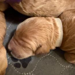 Miss White - Apricot female Goldendoodle puppy in Indiana, Pennsylvania from Kathy's Doodles