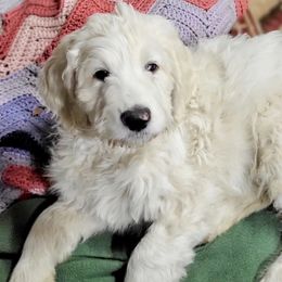 Labradoodle Puppies from Caldron Falls Doodles and Poodles