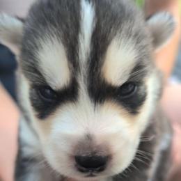 Ember - Agouti and white male Siberian Husky puppy in Richland, Mississippi from Feazell’s Siberian Huskies