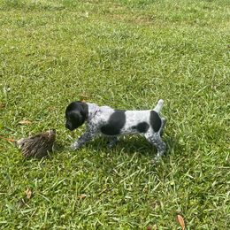 German Shorthaired Pointers from Duke Farm