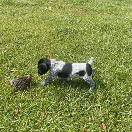 German Shorthaired Pointers from Duke Farm
