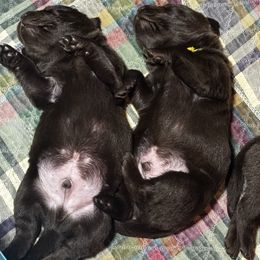 Yellow Collar - Chocolate male Labrador Retriever puppy in Malabar, Florida from Mythic Labradors, LLC