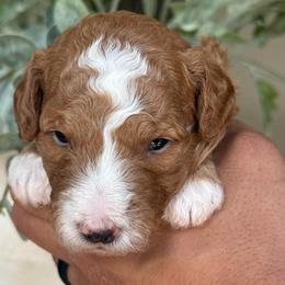 Loaf - Red  male Goldendoodle puppy in Yuciapa, California from AlltheDoodlez_