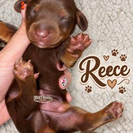 Reece - Chocolate and tan male Dachshund puppy in O'donnell, Texas from Dirt Road Doxies
