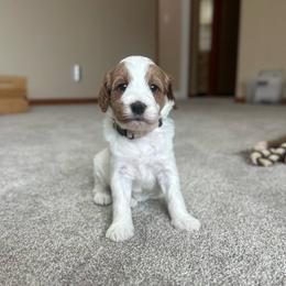 Pebble - Parti female Goldendoodle puppy in Crothersville, Indiana from Wischmeier’s Doodles