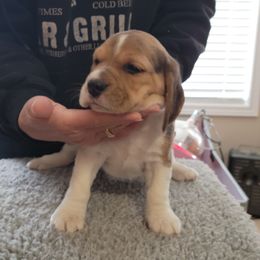"Lily" Beagle Puppies from Robey Creek Beagles
